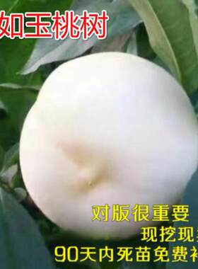白桃树苗如玉雪嫁接果木