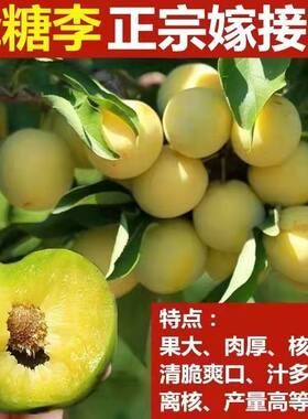四川脱骨李子苗蜂糖树新品