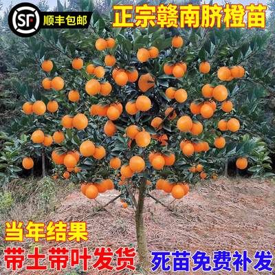 江西赣南脐橙苗嫁接纽荷尔