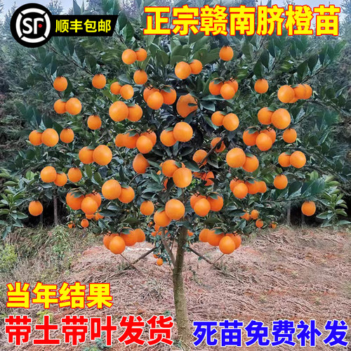 江西赣南脐橙苗嫁接纽荷尔