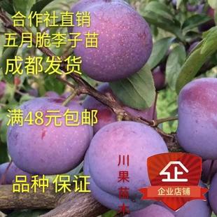五月脆李子树苗凤凰李苗早熟一点红四川嫁接脱骨李子苗川果苗木