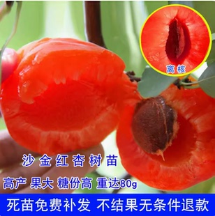 沙金红杏树苗品种杏树苗早熟特大甜杏子树果树活苗南北方地栽种植