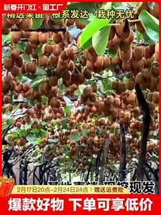 猕猴桃树果苗徐香软枣猕猴桃树苗种植嫁接果树当年结果正宗庭院