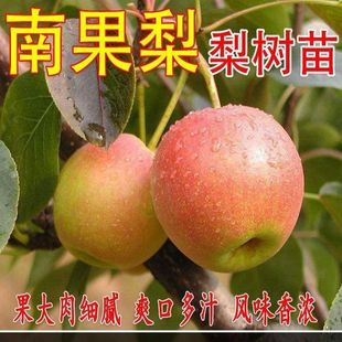 特大南国梨树苗香水梨树苗东北耐寒超甜果树苗南北种植盆栽地栽
