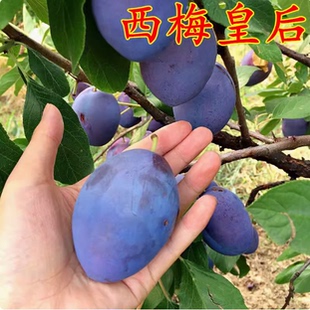 正宗法兰西西梅皇后嫁接果树苗树苗盆栽李子南方北方种植当年结果