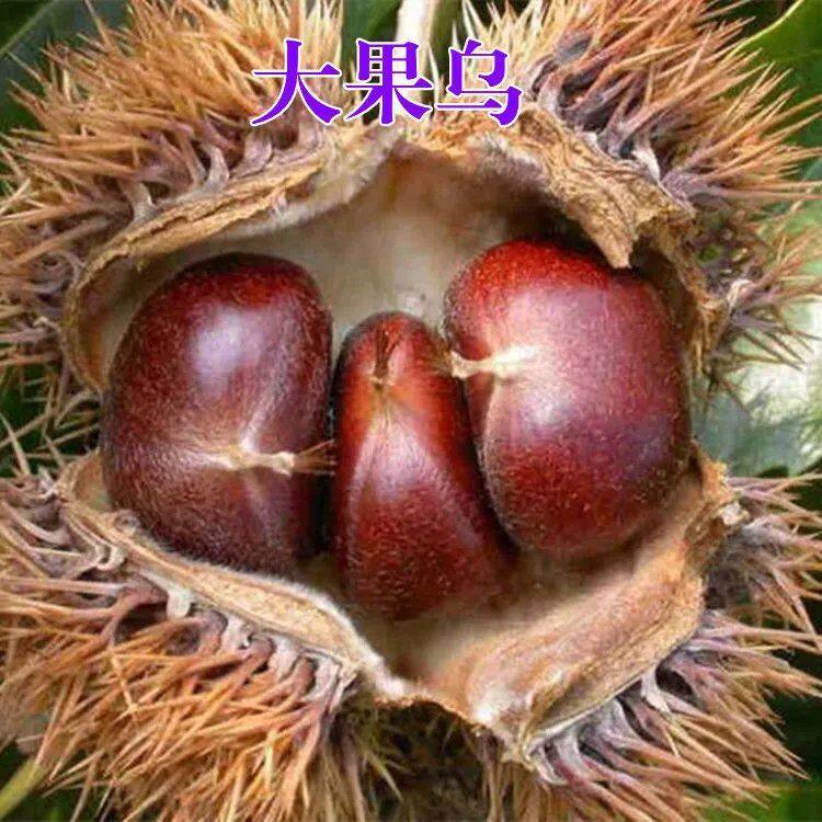 大果乌板栗树苗 油栗苗封开油栗苗 嫁接栗子树苗南方北方种植果树