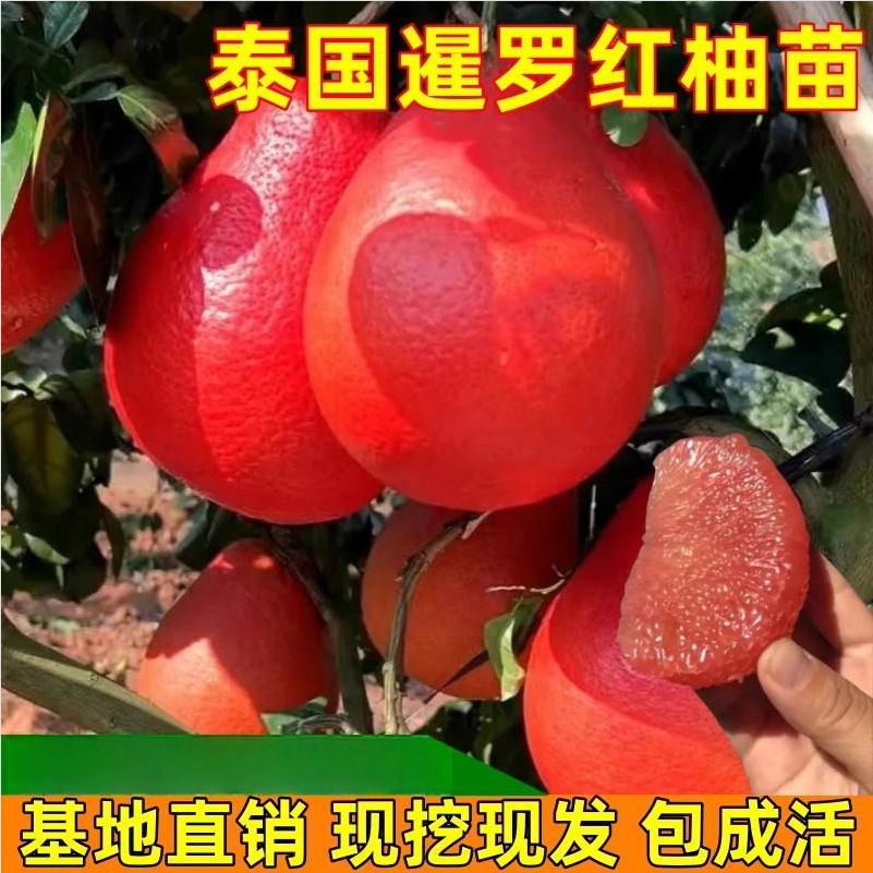 柚子树苗泰国三红柚苗暹罗红柚果树苗南方庭院阳台栽种大苗带土球