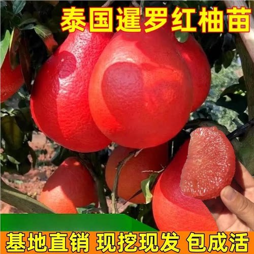 柚子树苗泰国三红暹罗果南