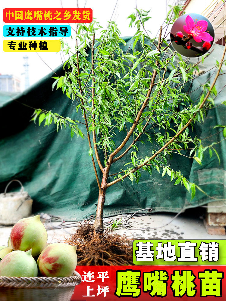 桃苗鹰嘴蜜桃水果树苗嫁接地栽脆甜桃子盆栽正宗广东河源连平产地