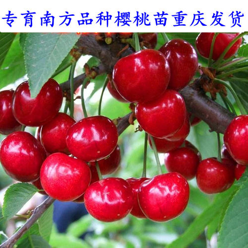 樱桃苗嫁接南方新品种红妃