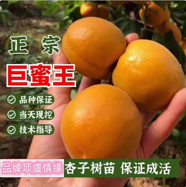 巨蜜王杏苗南北方庭院地栽特大果树盆栽嫁接杏树果苗耐寒当年结果