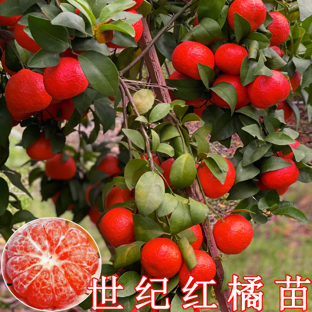 世纪红桔子树苗美国糖桔苗南北方种植蜜桔橘子苗柑橘树苗砂糖橘苗