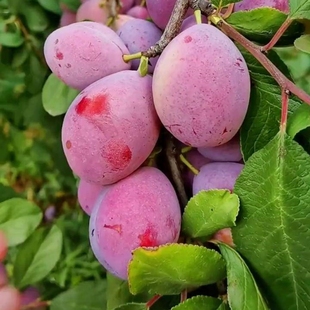 西梅果树苗南北方种植盆地栽嫁接苗当年结果红西梅李子苗水果果苗