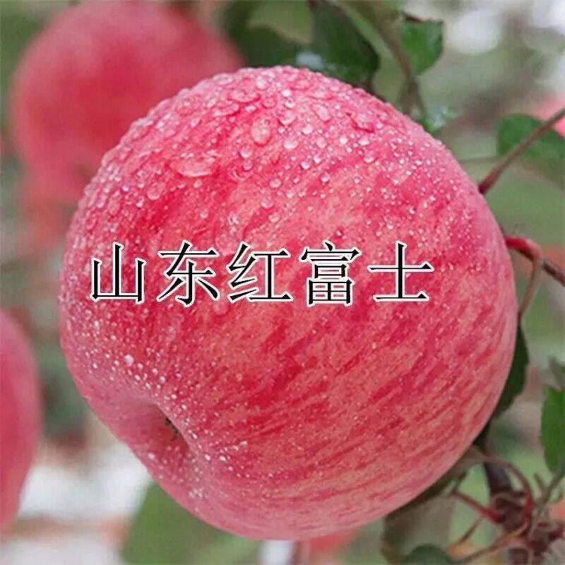 特大嫁接红富士苹果树苗脆甜多汁苹果树苗南方北方种植盆栽地栽