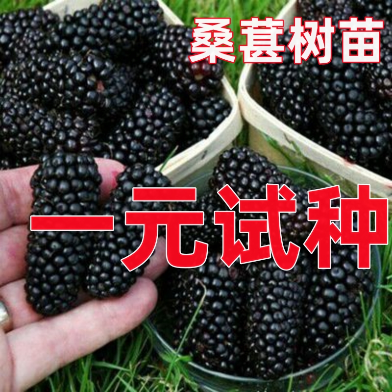 桑葚树苗果嫁接庭院地栽南