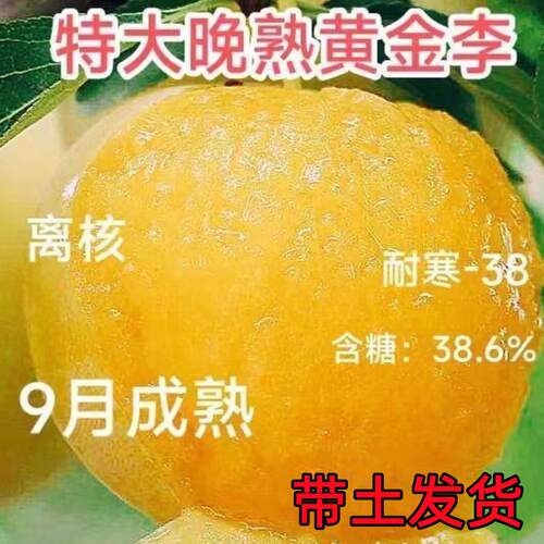 新品种晚熟李子树苗嫁接巨