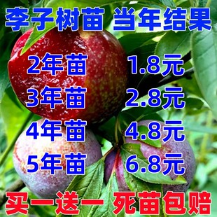 李子树苗蜂糖三华黄金奈盆栽地栽南北方种植嫁接李子树苗当年结果