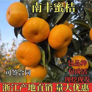 正宗江西南丰蜜桔苗嫁接南丰蜜橘树苗贡桔早熟桔子无核果树苗南方