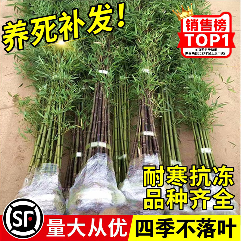 竹子苗庭院四季耐寒植物观赏大型竹子盆栽紫竹苗黄金竹罗汉竹绿植