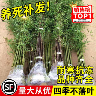 竹子苗庭院四季耐寒植物观赏大型竹子盆栽紫竹苗黄金竹罗汉竹绿植