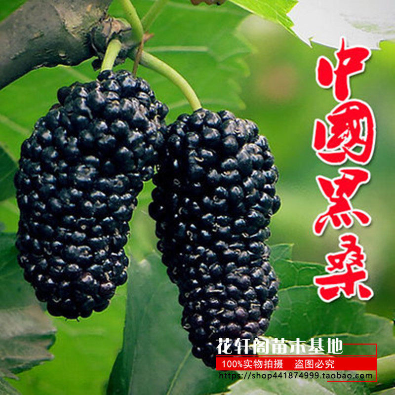 桑树苗无籽大十桑葚苗树莓地栽盆果树苗南方北方种植当年结果