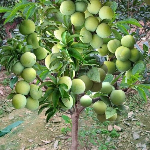 砂糖李树苗嫁接子六月脆南