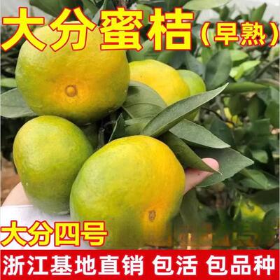 嫁接桔子苗特早熟蜜大分四