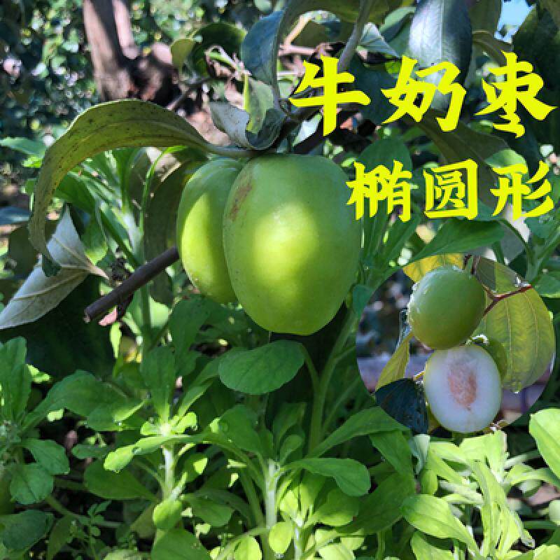 嫁接枣子苗 苹果枣树苗 台湾大青枣树苗牛奶枣苗南方北方种植果树