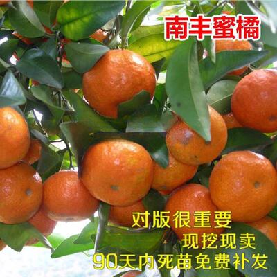 果树苗橘子南丰蜜当年结北