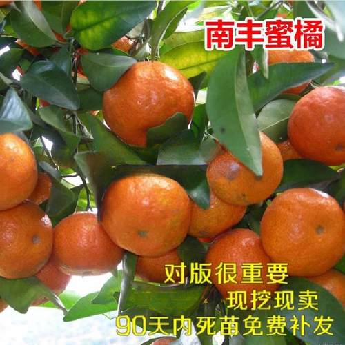 果树苗橘子南丰蜜当年结北