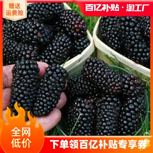 桑葚树苗果嫁盆栽南北方种
