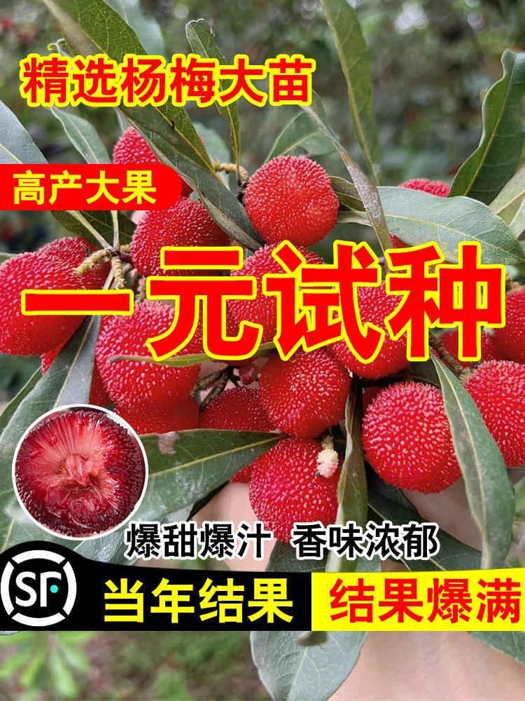 杨梅苗树苗正宗嫁接东魁杨黑炭梅苗盆栽南方地栽特大果苗当年结果