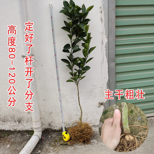 正宗江西赣南脐橙苗纽荷尔