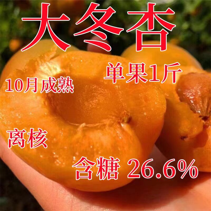 晚熟冬杏树苗 杏树果苗 嫁接新品种水果苗杏树苗特大脆甜冬杏树苗