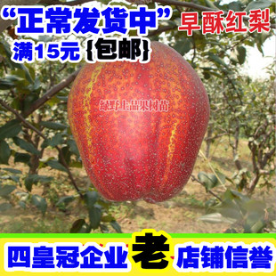 彩虹梨树苗 嫁接红梨苗 早酥红梨树苗地栽果苗当年结果南北方品种