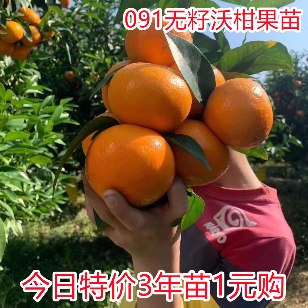 广西091无籽沃柑树苗无核嫁接果树正宗橘子果苗柑橘苗阳台盆栽