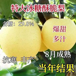 特大正宗梨树苗超甜冰糖酥梨嫁接果树苗耐寒南北方种植当年结果苗