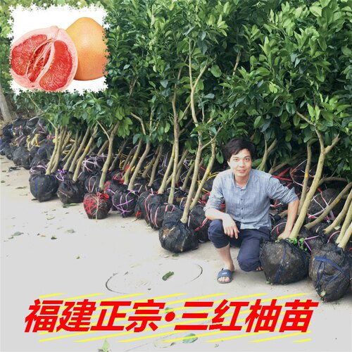 正宗福建平和三红柚子树苗