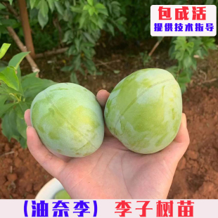 嫁接古田油奈李树苗特大黄肉李子树果苗南方北方庭院盆栽地栽果树