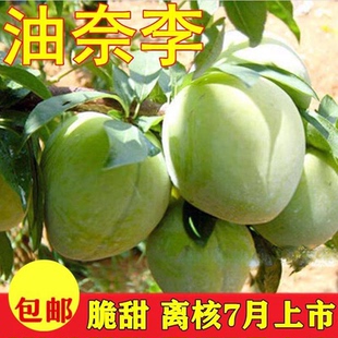 嫁接李子苗 黄金奈李苗 青奈李 油奈李子树苗 南方种植当年结果