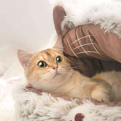 猫窝秋冬保暖半封闭式猫床贝壳窝四季通用小型犬秋天睡觉宠物用品
