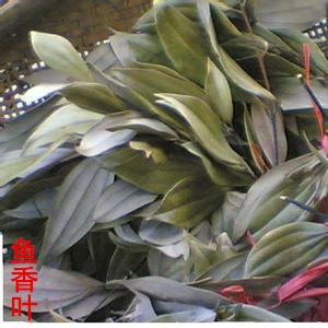 鱼香叶新化土特产天然香叶调味料干货火锅佐料除腥味50g