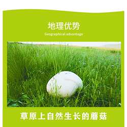 呼伦贝尔草原白蘑草地白蘑小白蘑白花脸蘑菇干货新品煲汤炖鸡
