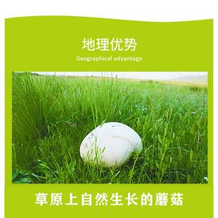 呼伦贝尔草原白蘑草地白蘑小白蘑白花脸蘑菇干货新品煲汤炖鸡