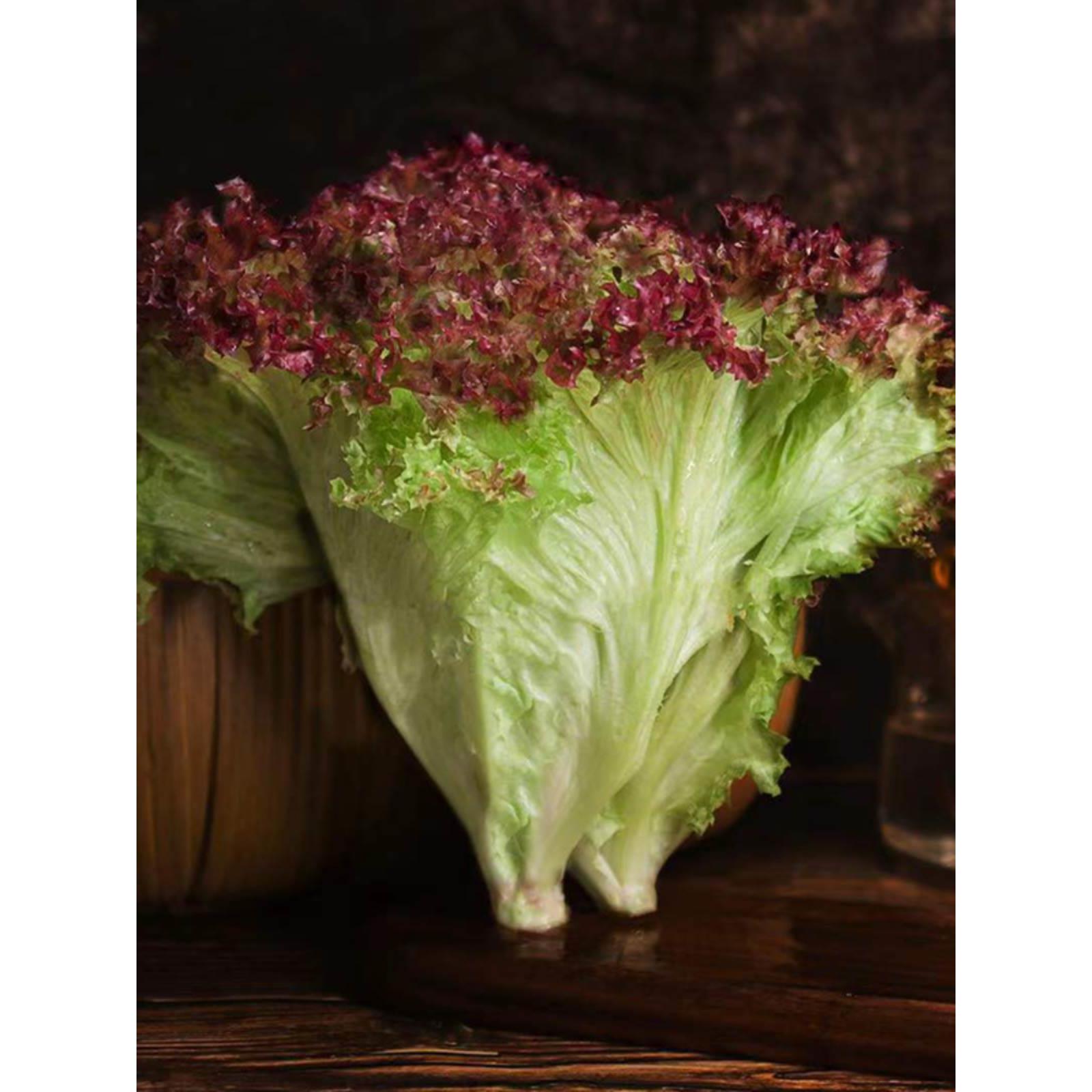 红叶生菜新鲜蔬菜罗莎红沙拉蔬菜食材沙拉清洗即食500g紫叶生菜