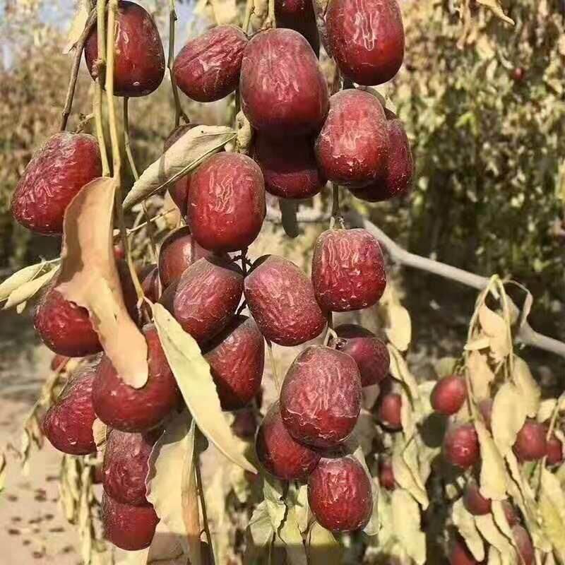 正宗兵团特产若羌红枣新疆灰枣年新枣5斤包邮非和田大枣