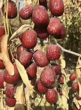 正宗兵团特产若羌红枣新疆灰枣年新枣5斤包邮非和田大枣