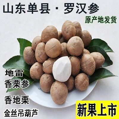 【小果】山东单县罗汉参罗汉参海