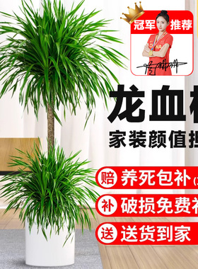 龙血树盆a栽绿植室内大型客厅大盆景真花龙铁龙须树办公室落地植