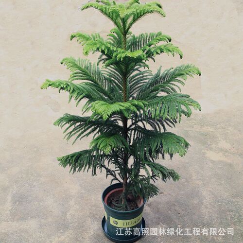 厂家货源直供 南洋松南洋杉B树苗花卉盆景盆栽南洋杉圣诞树